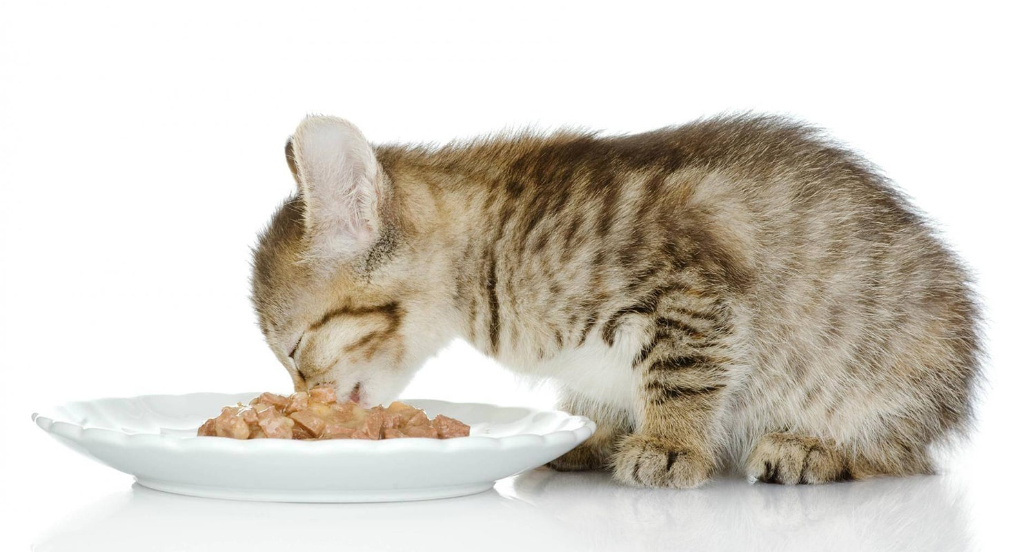 Чем можно кормить домашнюю кошку