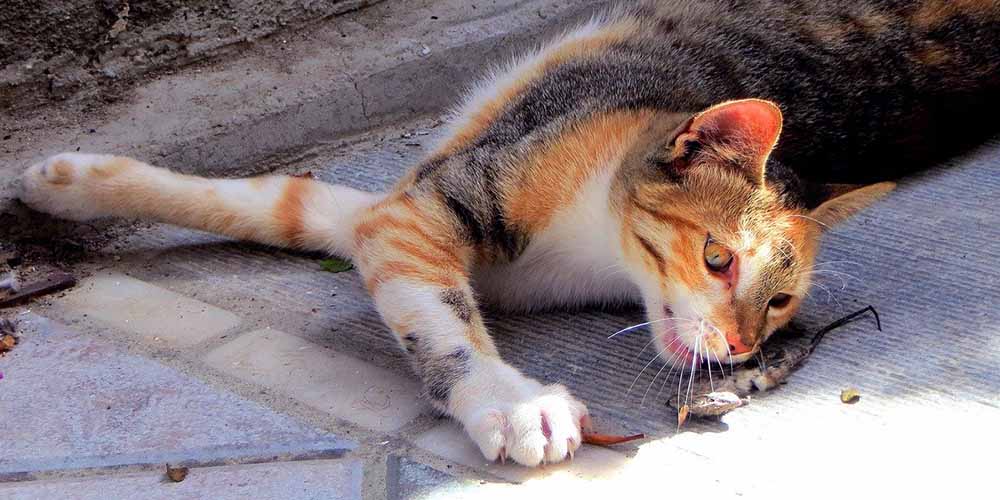отравление у кошки симптомы и лечение в домашних условиях